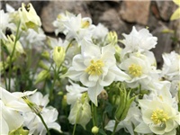 a61a62de-20190506 Pakujac 5.jpg